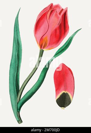 Vintage Sun's eye tulip for decoration Stock Vector