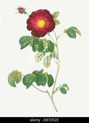 Simple-flowered French rose vector Stock Vector