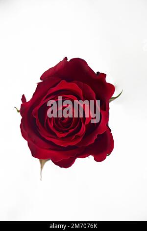 Valentine's Day. Flowers composition. Round frame made of rose flowers, confetti on white background. Valentines day background. Flat lay, top view, c Stock Photo