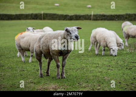Texel sheep tup, a popular breed for meat production despite its apparent lack of prettiness. Stock Photo
