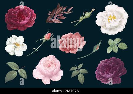 Beautiful hand drawn various roses collection vector Stock Vector