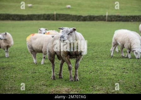 Texel sheep tup, a popular breed for meat production despite its apparent lack of prettiness. Stock Photo