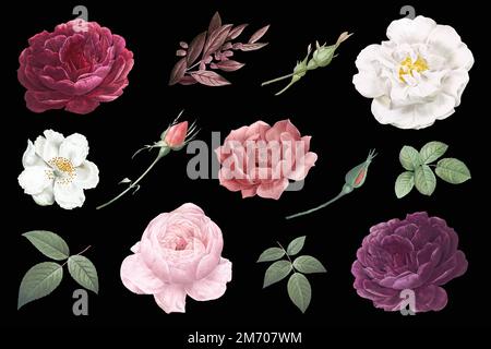 Beautiful hand drawn various roses collection vector Stock Vector