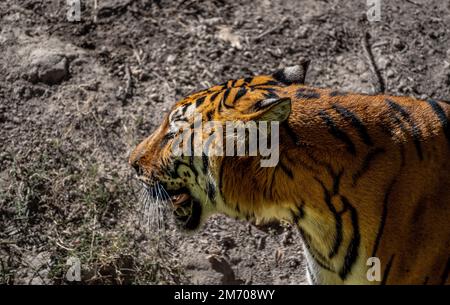 Three Royal Bengal tigers at the Guadalajara zoo acted very energetic, curious and playful. All of them offered many good shots over a period of 1hour Stock Photo