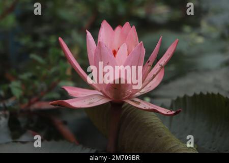 Rain drops water of beautiful pink waterlily or lotus flower in pond for text or decorative artwork. Stock Photo