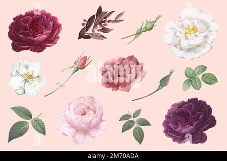 Beautiful hand drawn various roses collection vector Stock Vector