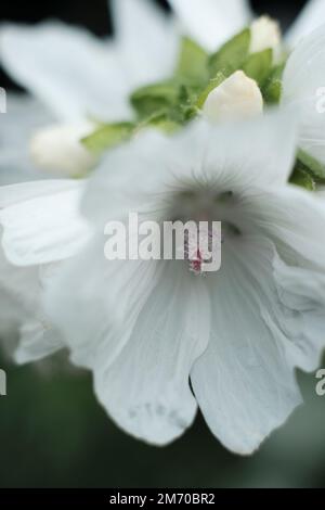 Marshmallow Flower Stock Photo