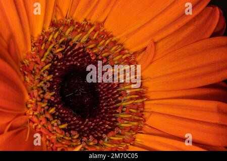 Gerbera macro close up shot Stock Photo