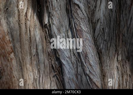 Bark texture closeup of Cupressus benthamii or Mexican cypress Stock Photo