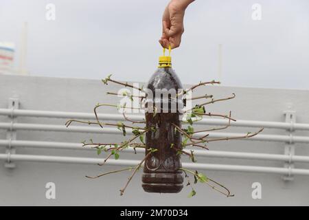 A plastic bottle used as mint leaves planting pot by making holes in the bottle. Recycling Plastic bottles to create environmental awareness Stock Photo