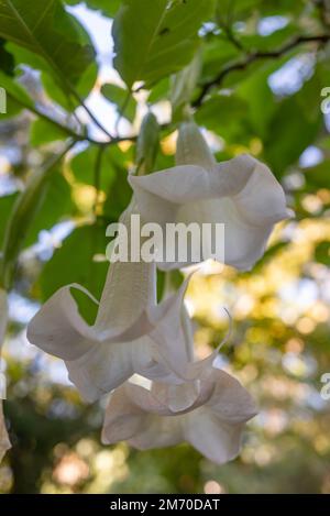 White angel's trumpet on blurred green leaves background Stock Photo