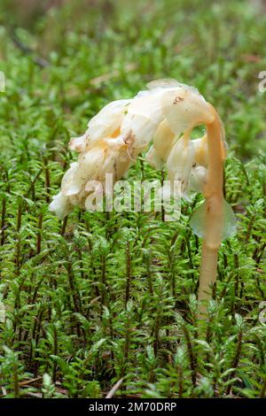 Parasitic plant without chlorophyll Pinesap (False beech-drops, Hypopitys monotropa) in a pine forest in Belarus, Europe Stock Photo