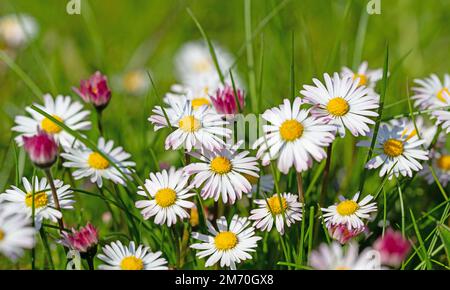 Daisies, Bellis perennis, in a close-up Stock Photo