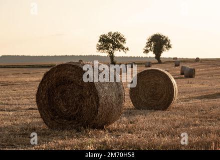 Haystack in the meadow.Round straw bales on a field after grain harvest.Beautiful hay field with round stacks against the sunny sky.Hay yellow golden. Stock Photo