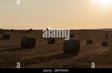 Haystack in the meadow.Round straw bales on a field after grain harvest.Beautiful hay field with round stacks against the sunny sky.Hay yellow golden. Stock Photo