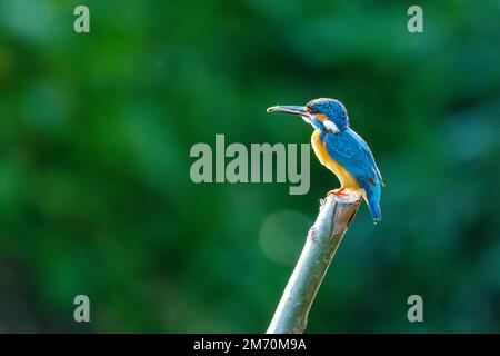 A Kingfisher in the Danube Delta Stock Photo