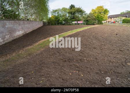 Unused ground planted with wild flowers in a trial at Kelso, Scotland Stock Photo