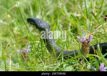 Grass snake (Natrix natrix), sometimes called the ringed snake or water snake among the grass. Stock Photo