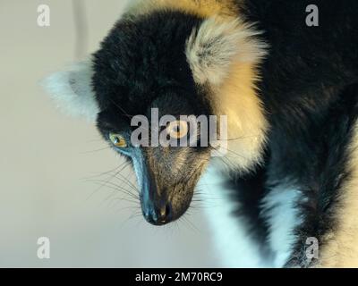 Black-and-white ruffed lemur Varecia variegata Stock Photo