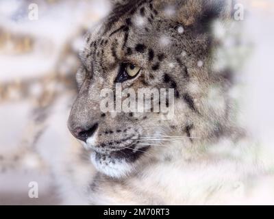 Snow leopard or ounce Panthera uncia in snow storm Stock Photo