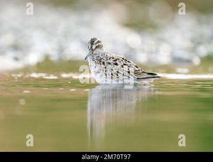 Broad-billed sandpiper (Calidris falcinellus) is a small wading bird of the Scolopacidae family. Broad-billed sandpiper in a typical biotope on the sh Stock Photo