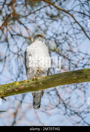 Northern goshawk (Accipiter gentilis) is a species of medium-large bird of prey in the family Accipitridae. Northern goshawk rests in the natural biot Stock Photo