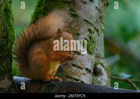 Red Squirrel (Sciurus vulgaris) enjoying a nut at Cluny House Gardens, Aberfeldy, Perthshire, Scotland. Stock Photo