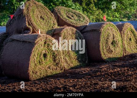 Rolls of fresh sod grass ready for commercial landscape installation. Stock Photo