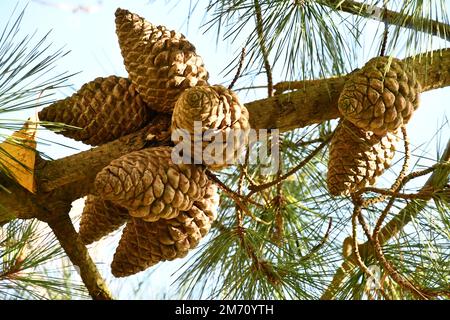 Cedar cones on a branch Stock Photo