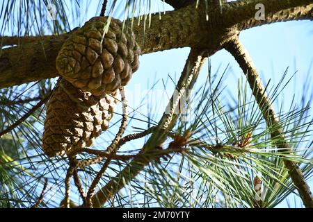Cedar cones on a branch Stock Photo