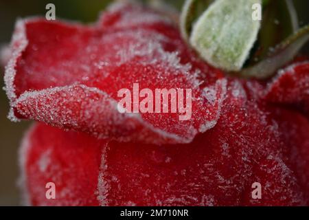 Macro photography of frosted red rose petals Stock Photo