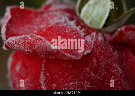 Macro photography of frosted red rose petals Stock Photo