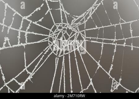 Macro photography of a frosty cobweb Stock Photo