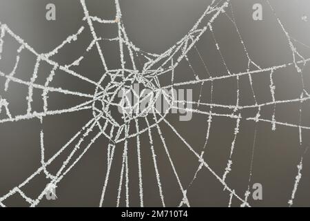 Macro photography of a frosty cobweb Stock Photo