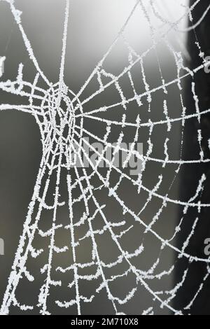 Macro photography of a frosty cobweb Stock Photo