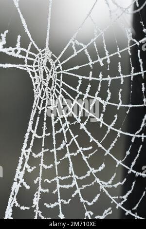 Macro photography of a frosty cobweb Stock Photo