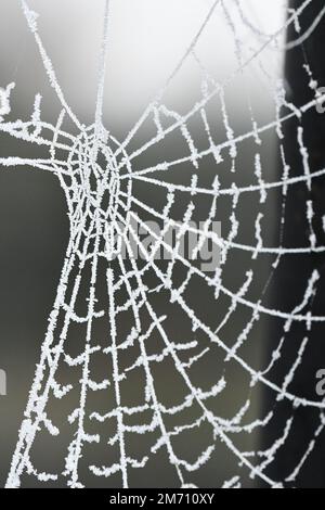 Macro photography of a frosty cobweb Stock Photo