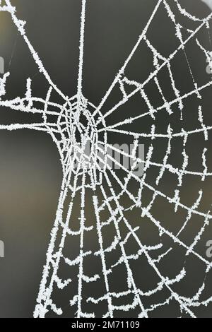 Macro photography of a frosty cobweb Stock Photo