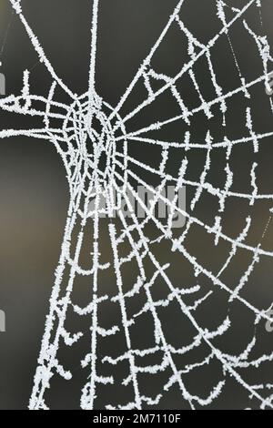 Macro photography of a frosty cobweb Stock Photo