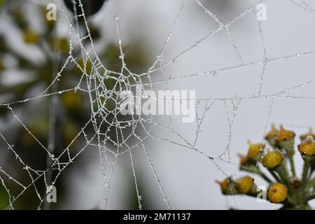 Macro photography of a frosty cobweb Stock Photo