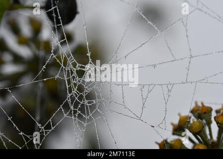 Macro photography of a frosty cobweb Stock Photo