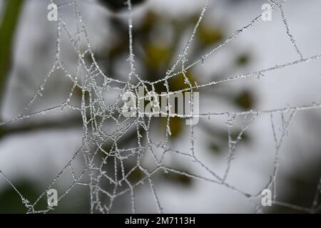 Macro photography of a frosty cobweb Stock Photo