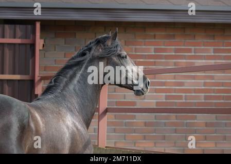 Young spanish horse stands in paddock near stables. Side view. Stock Photo