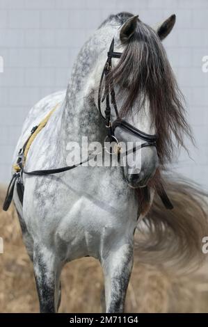 Light gray horse with long dark gray forelock. Horse ammunition for training on cord. Stock Photo