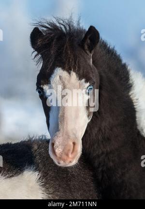 American miniature horse. Foal with blue eyes. Front view. Stock Photo