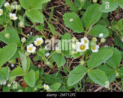 garden strawberry flowers among fresh green leaves, flowering and pollination of strawberries in the garden bed, bushes of berries in bloom in season Stock Photo