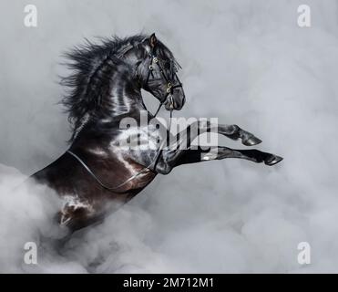 Black Andalusian horse rearing in light smoke. Stock Photo