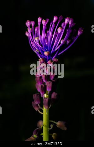 Beautiful wildflower known as Silverrod, Royal Staff (Asphodelus ramosus) Stock Photo