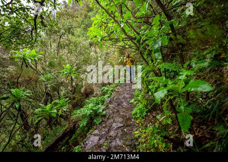 Hiker in dense forest, giant sow thistle (Sonchus fruticosus) on the Vereda Francisco Achadinha hiking trail, Rabacal, Madeira, Portugal Stock Photo