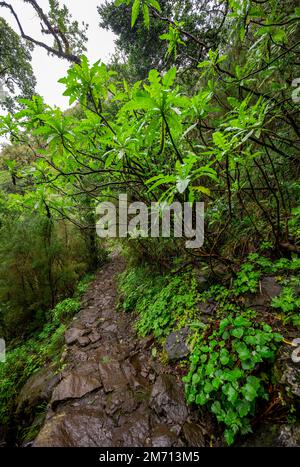 DIchter forest with giant sow thistle (Sonchus fruticosus) at the hiking trail Vereda Francisco Achadinha, Rabacal, Madeira, Portugal Stock Photo